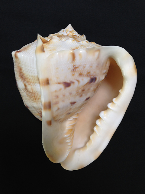 唐冠貝(トウカムリガイ)とは？ 意味や使い方 - コトバンク