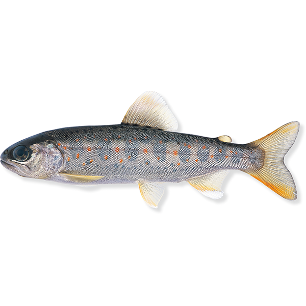 サツキマスとは？ 意味や使い方 - コトバンク