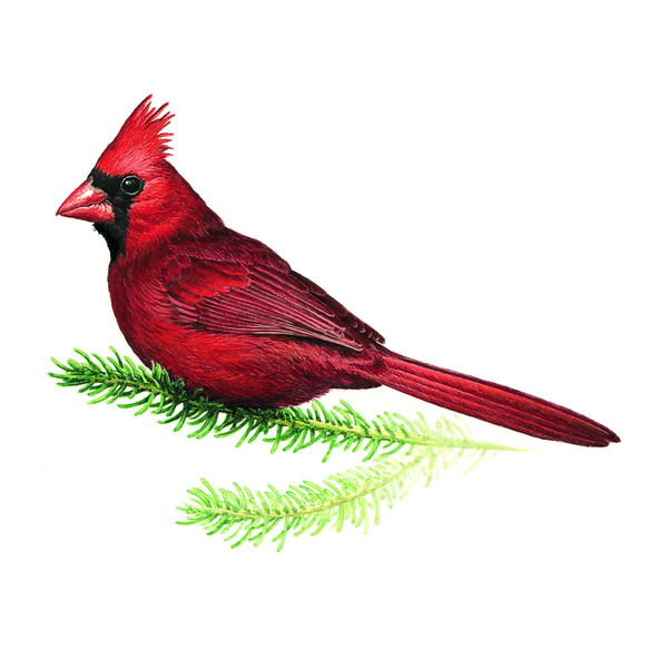 ショウジョウコウカンチョウとは？ 意味や使い方 - コトバンク