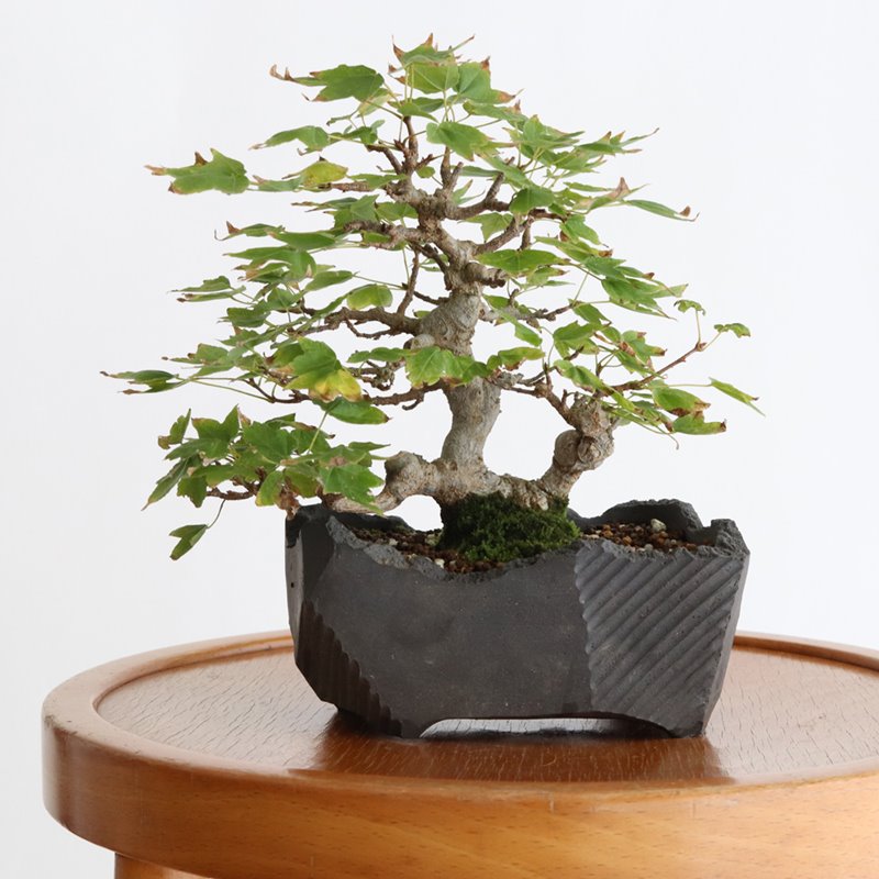 インドアグリーン上級者も唸る「N/OH（ノウ）」の植木鉢 | 暮らしと