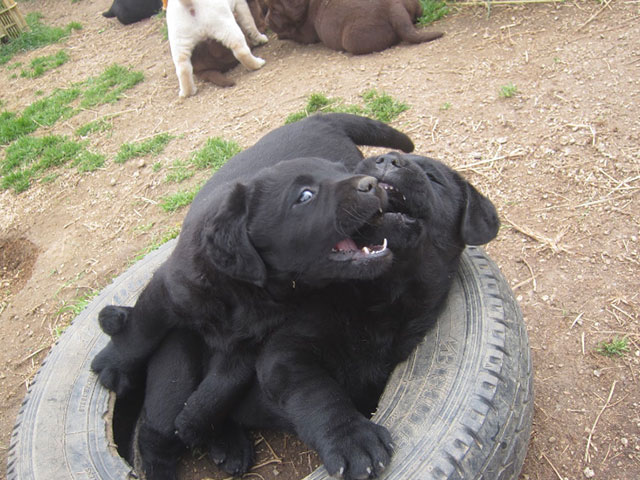 ラブ石川｜淡路島にあるラブラドール専門ブリーダー