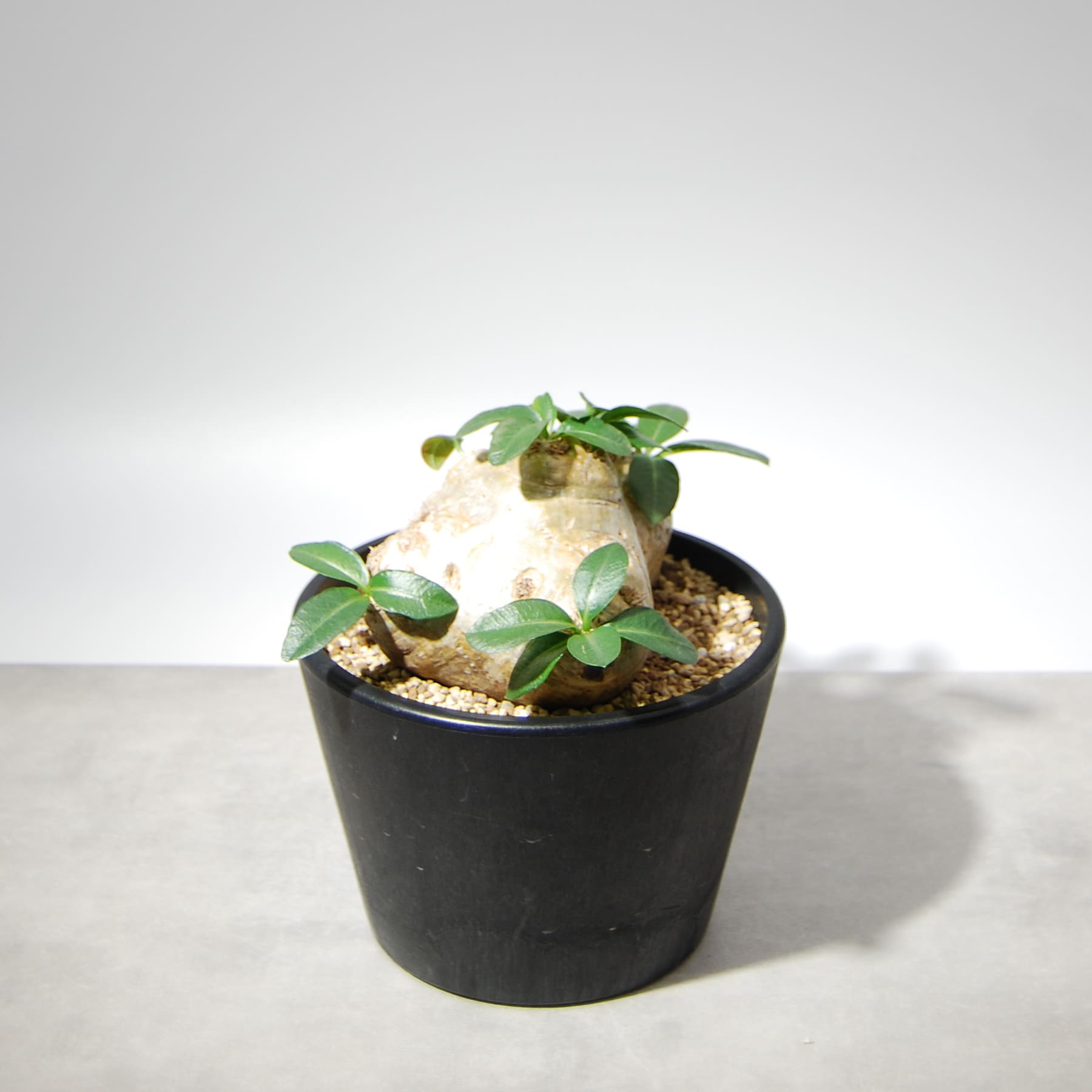 パキポディウム・ブレビカウレ（恵比寿笑い）004 – linkplants -リンク