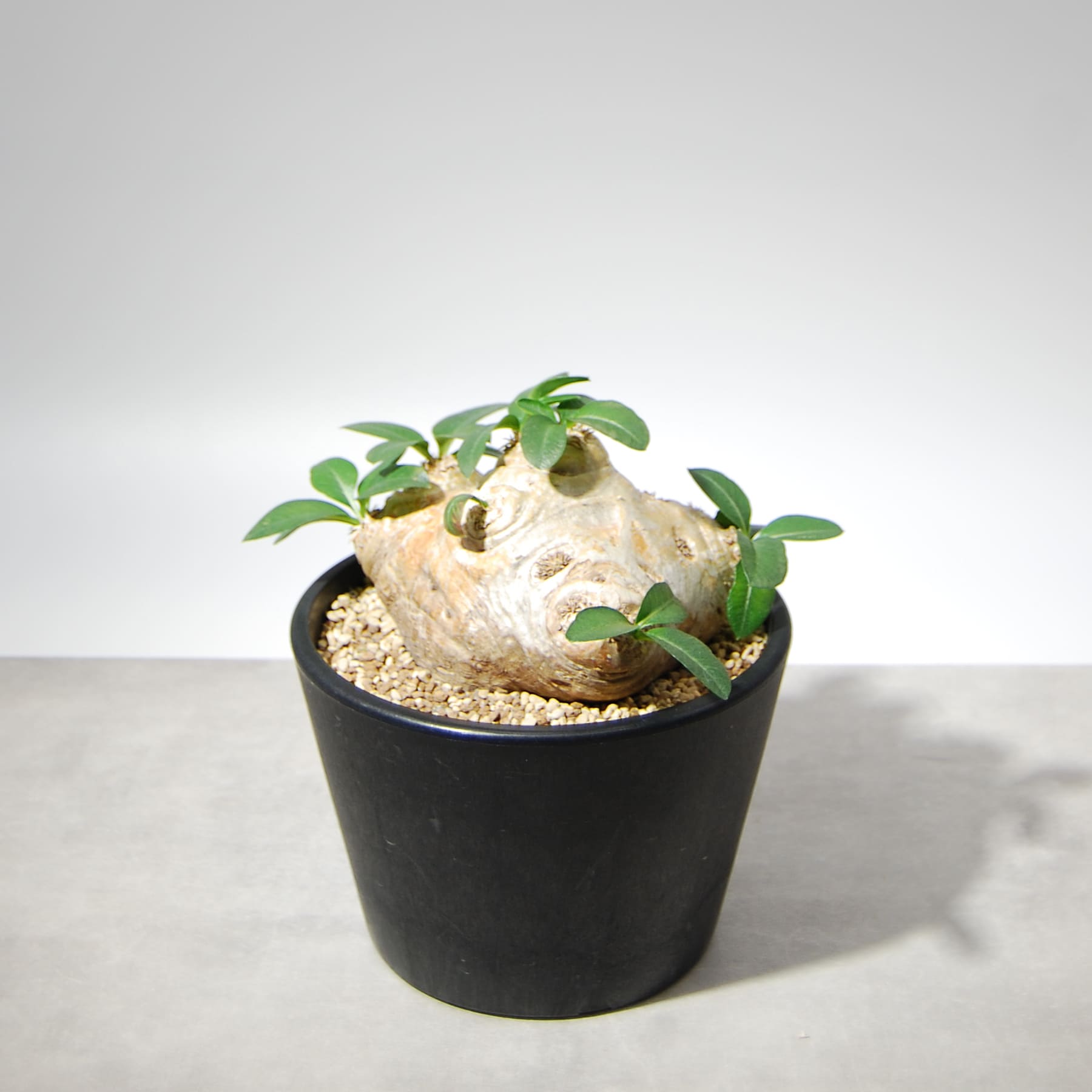 パキポディウム・ブレビカウレ（恵比寿笑い）004 – linkplants -リンク