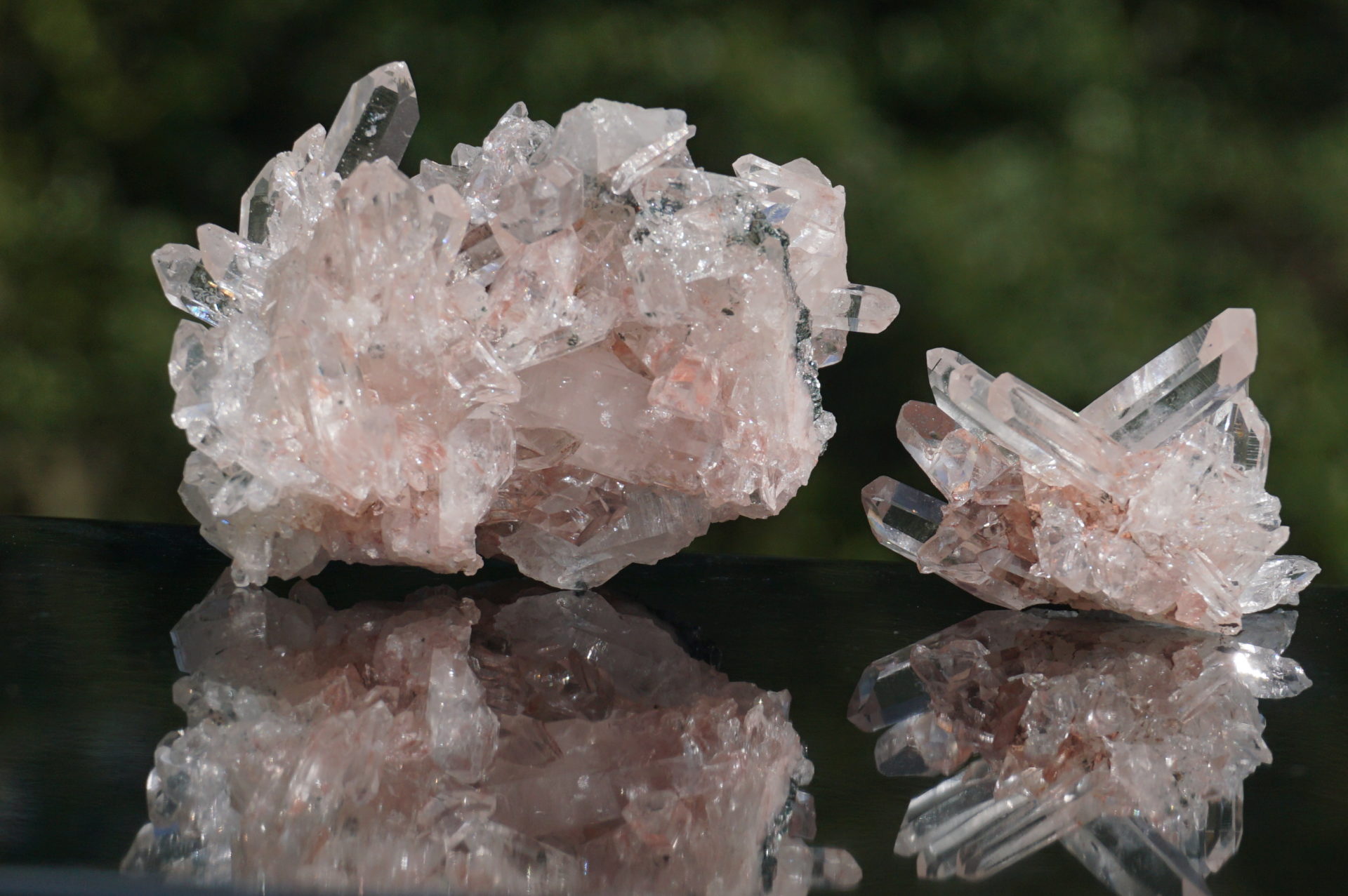 ピンクレムリアン ピンクレムリアンシード コロンビアレムリアン