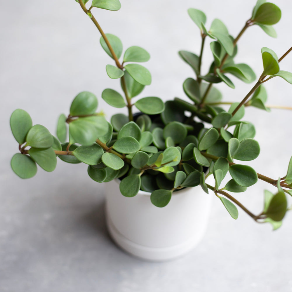 ペペロミア・ホープ / Peperomia obtusifolia 'Hope' – LIFFT