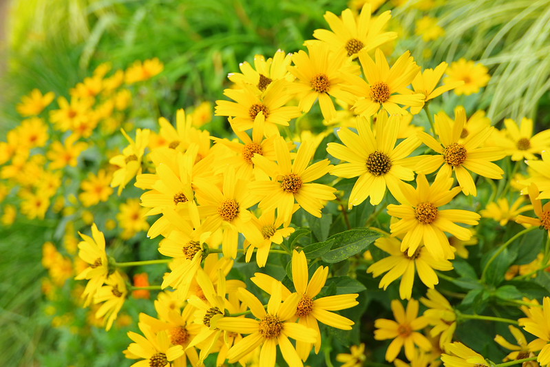 smc PENTAX-DA 12-24mmF4 ED AL[IF] 実写レビュー。風景撮影に最適な