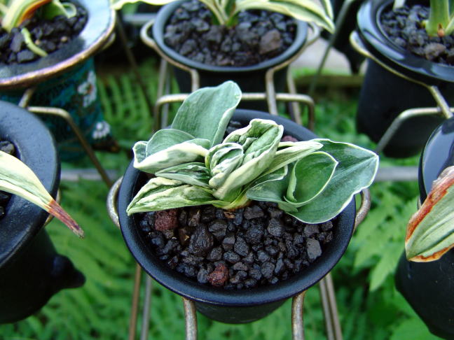 力和 (りきわ) Rikiwa – おもとの豊明園（ほうめいえん）