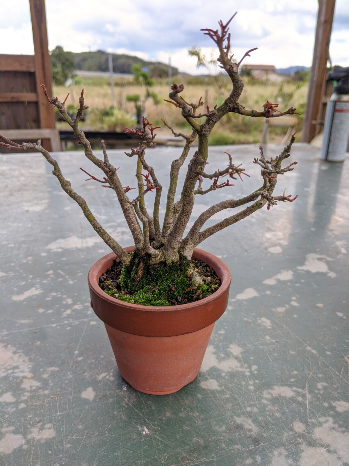 随分前に実生から作った株立ちヤマモミジ : 続・盆栽擬き日記