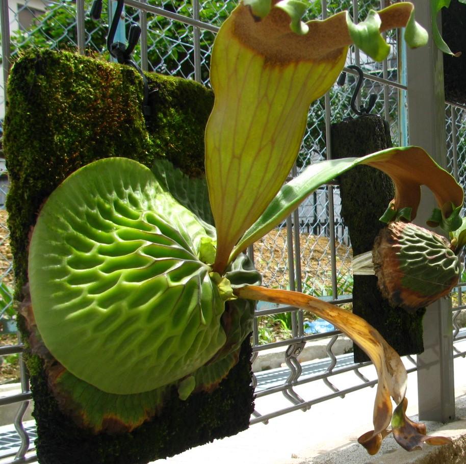 P.madagascariense : fukuro