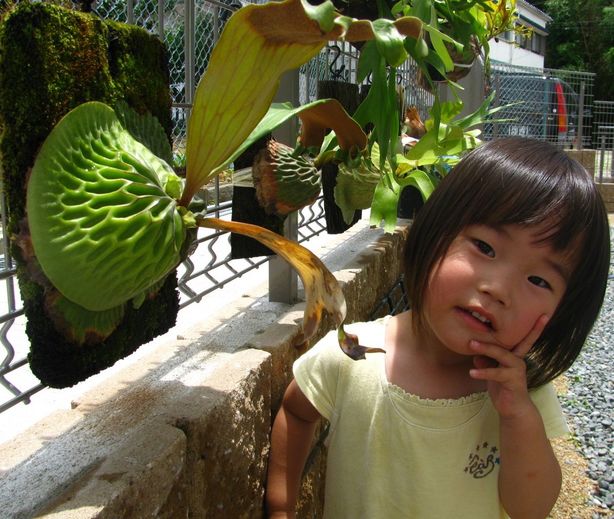 P.madagascariense : fukuro