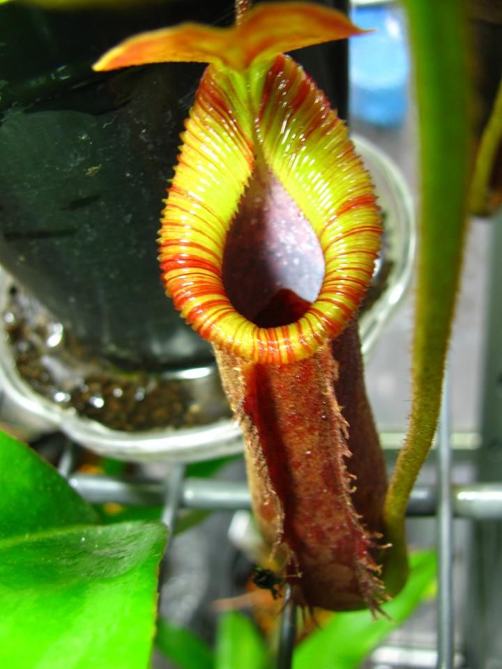 N.truncata x xtrusmadiensis : fukuro