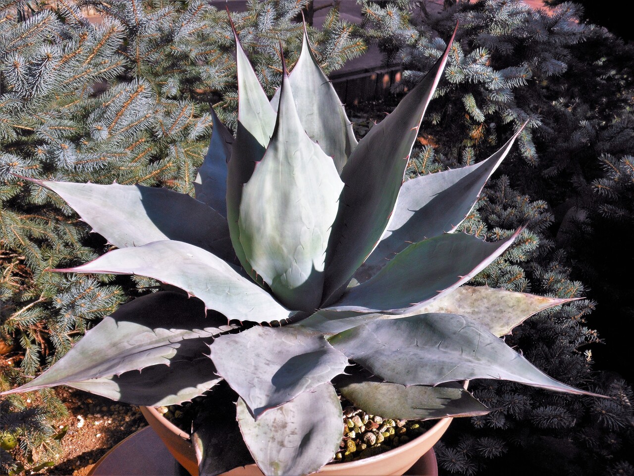 アガベ』【オバティフォリア】 : 【BOTANICAL MAJESTY】