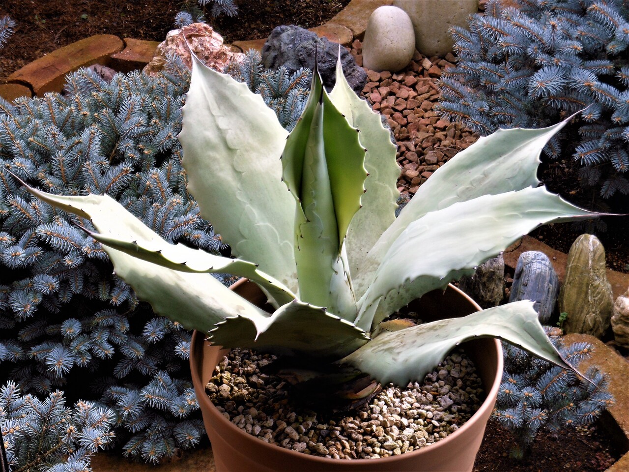 アガベ』【スリービー マグナ】 : 【BOTANICAL MAJESTY】