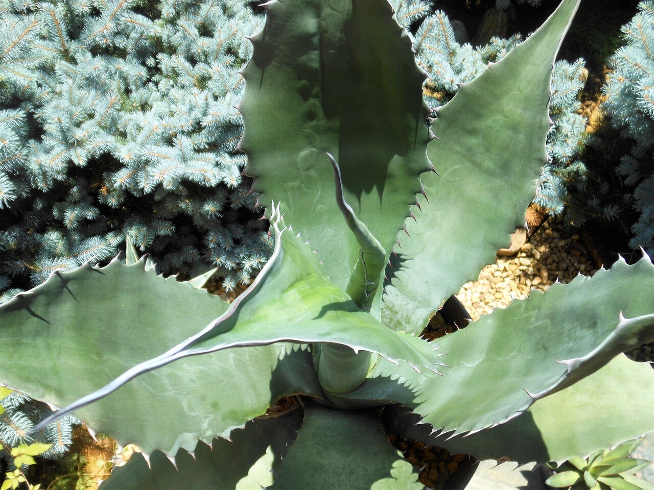 アガベ』【アトロビレンス ミラビリス】 : 【BOTANICAL MAJESTY】