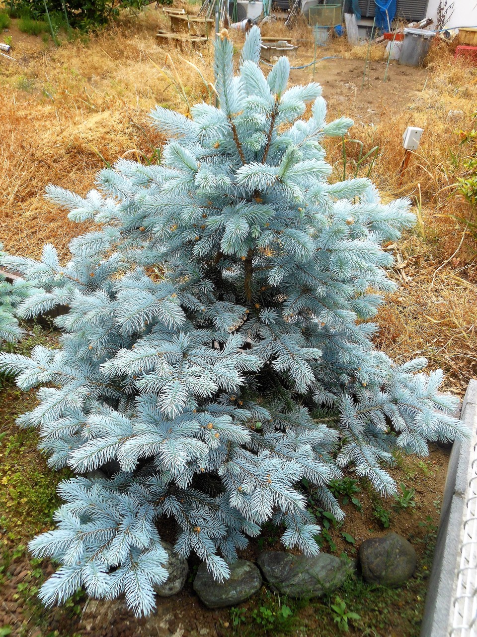 プンゲンストウヒ』【ホプシー】1-3 : 【BOTANICAL MAJESTY】