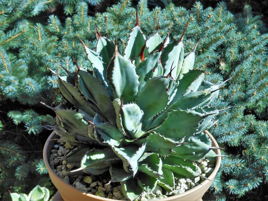 アガベ』【ポタトラム キュービック モンストローサ】 : 【BOTANICAL