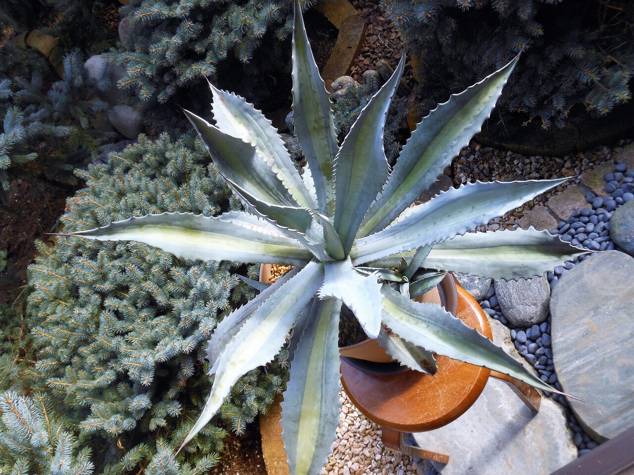 アガベ』【アメリカーナ ssp. プロトアメリカーナ レモンライム