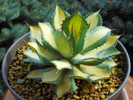 アガベ』【イシスメンシス ラムランナー】 : 【BOTANICAL MAJESTY】