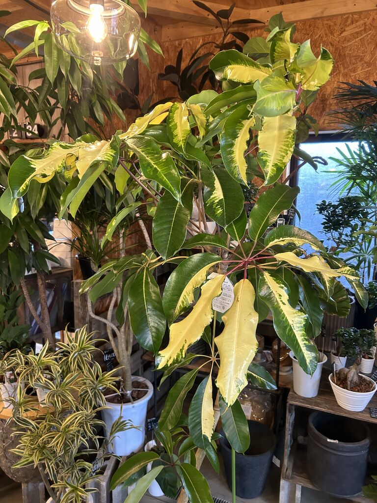 ツピタンタス「ゴールデンキング」＆マニラヤシ : ACTIS