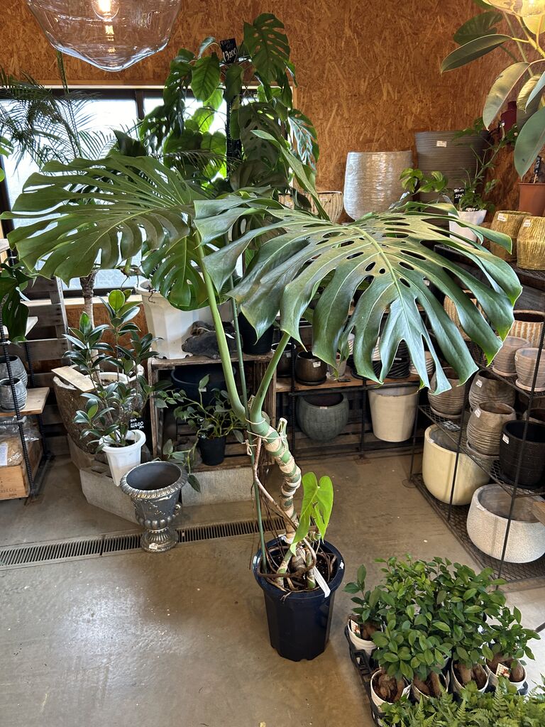 特大モンステラ入荷しました！ : ACTIS FLOWER＆GARDEN GREEN プチ