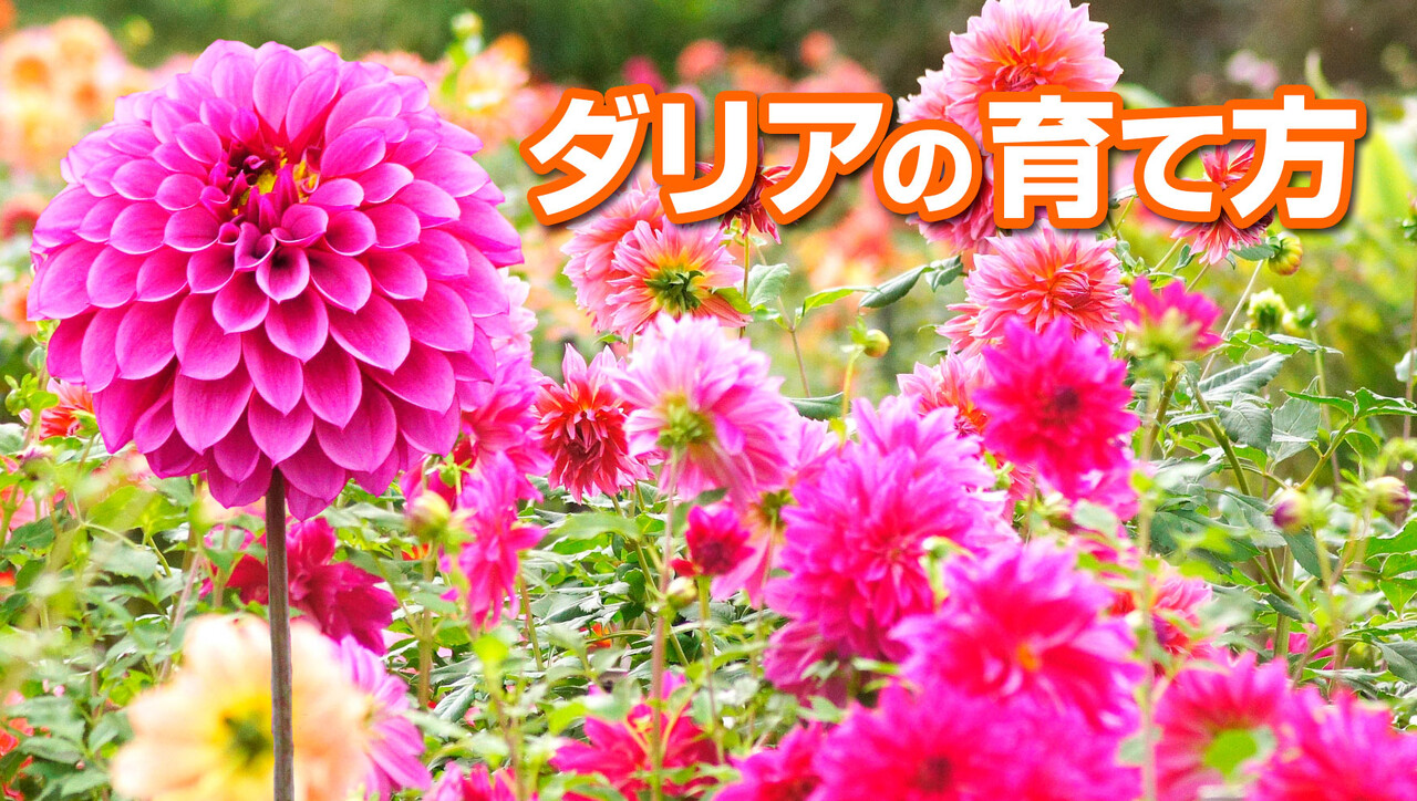 春植え球根栽培】ダリア球根の育て方 : 関西最大級の園芸会社 国華園
