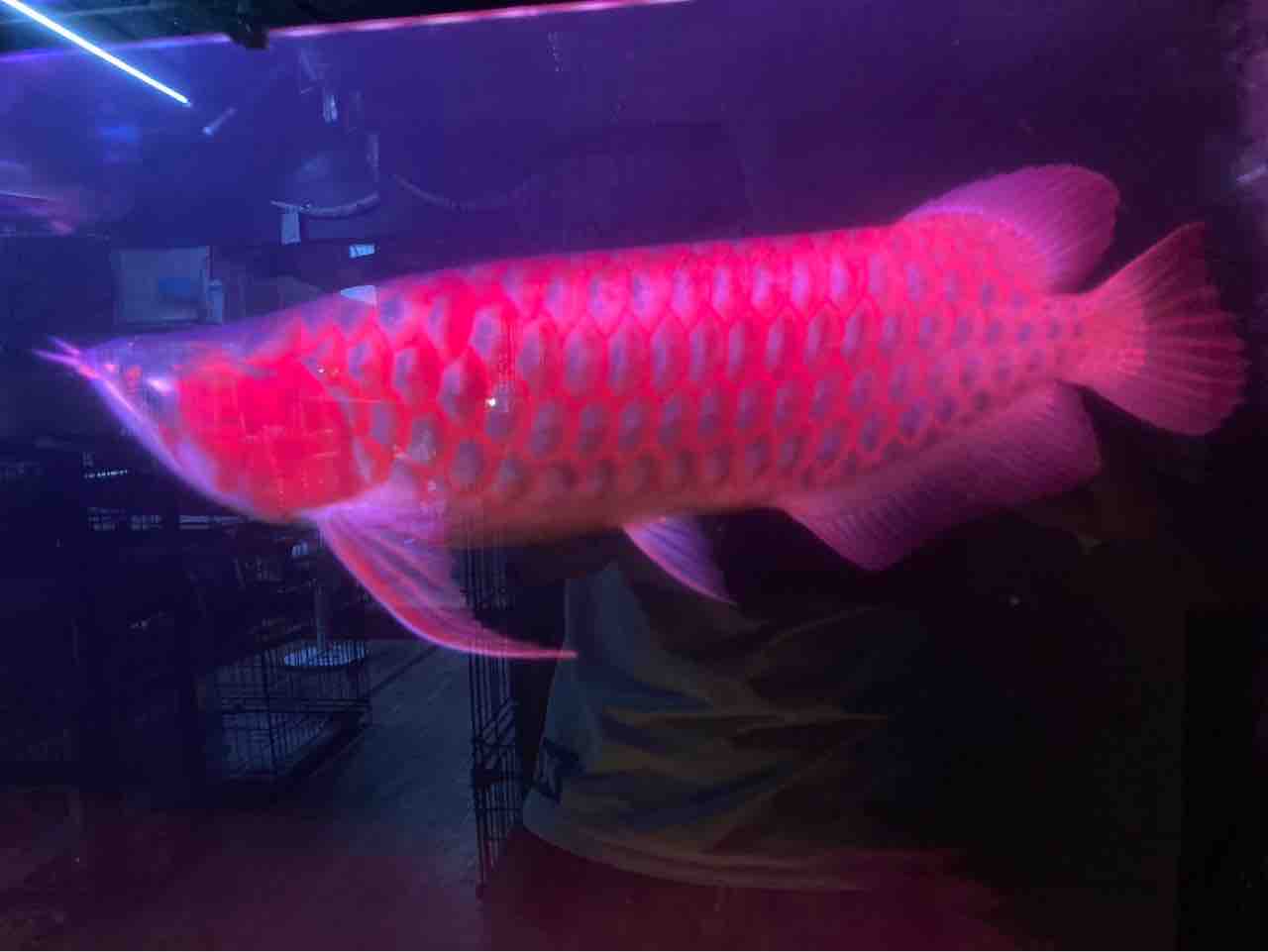 血紅龍50センチ : 大型熱帯魚屋 ZEEBRA