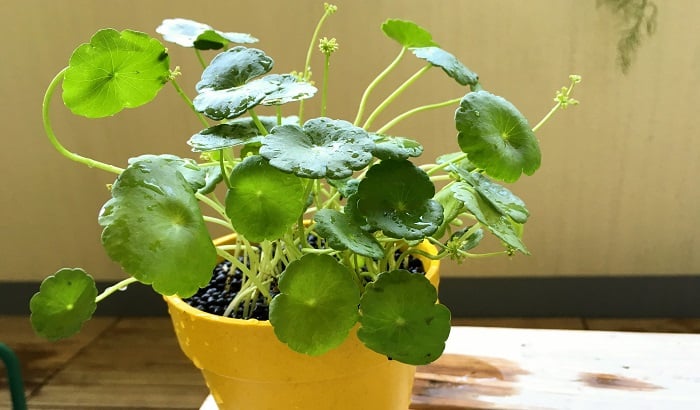 水陸両用植物「ウォーターマッシュルーム」をビオトープに植えよう