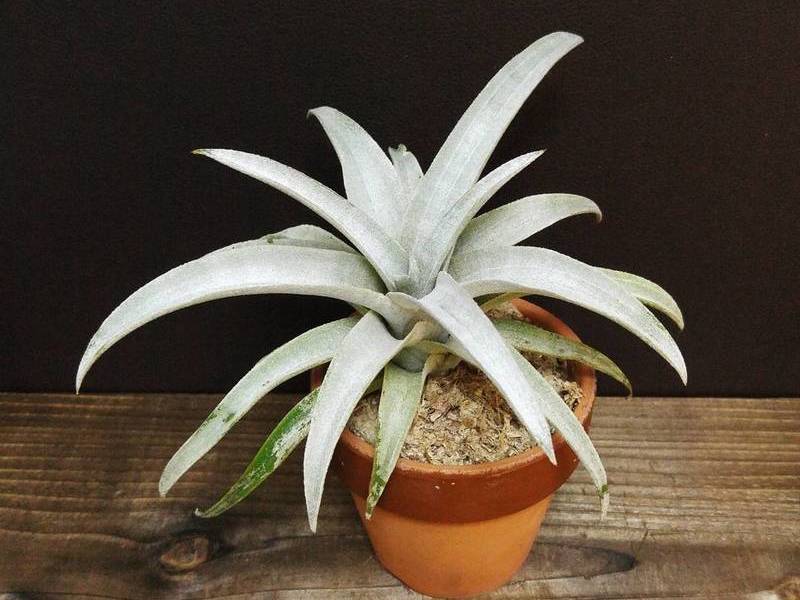 ティランジア・ミマの育て方・栽培方法 | LOVEGREEN(ラブグリーン)