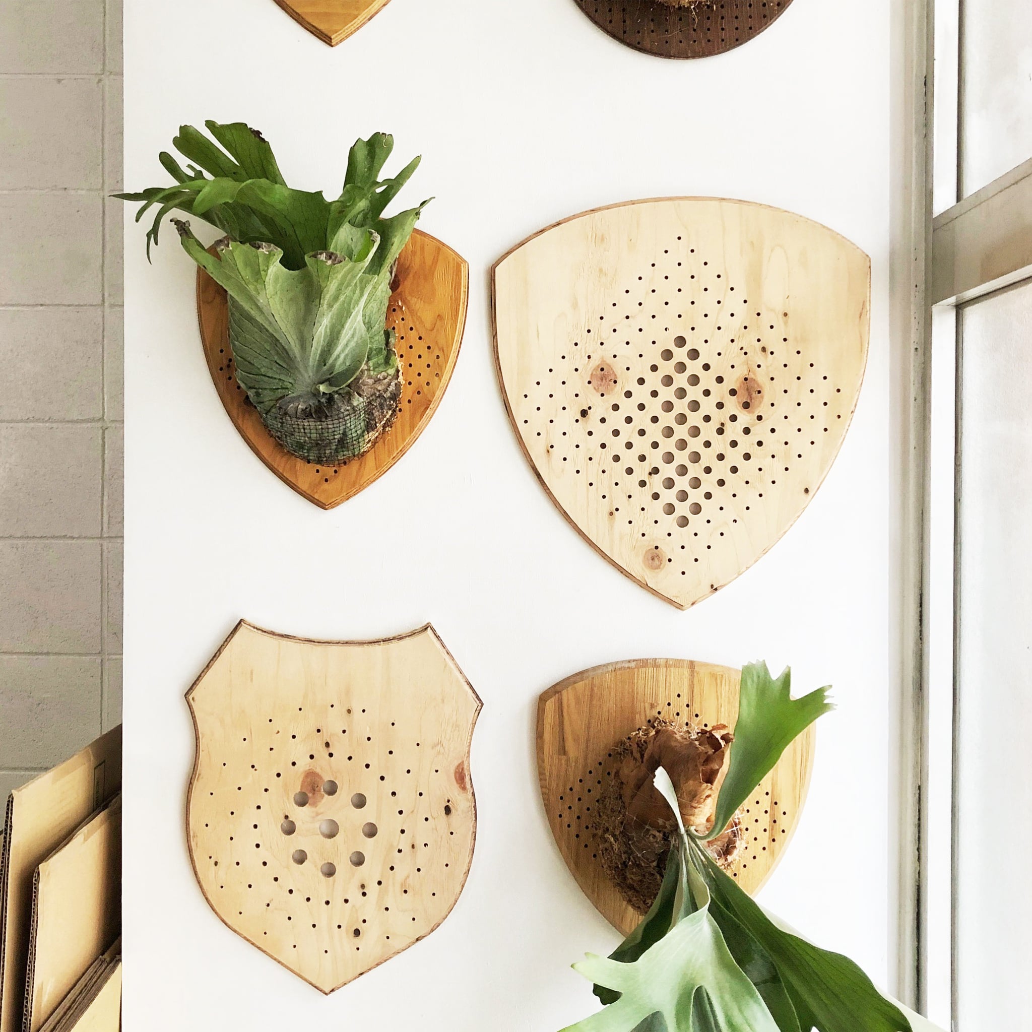 かっこよすぎる「ビカクシダ着生用プレート」が気になる！ | LOVEGREEN