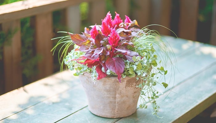 秋の寄せ植え21選｜センスのいいおすすめの組み合わせ方 | LOVEGREEN