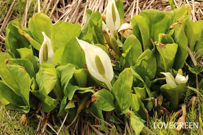水芭蕉（ミズバショウ）の育て方・栽培方法 | LOVEGREEN(ラブグリーン)