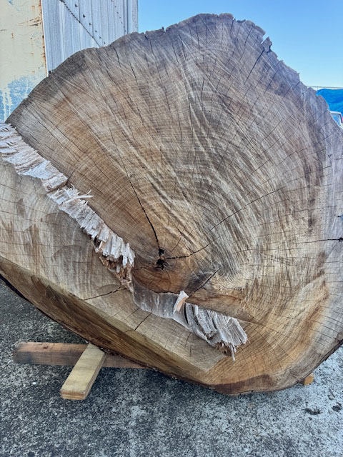 銘木 けやき欅 ケヤキ 超巨大 丸太 原木