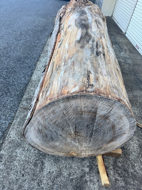 銘木 けやき欅 ケヤキ 超巨大 丸太 原木