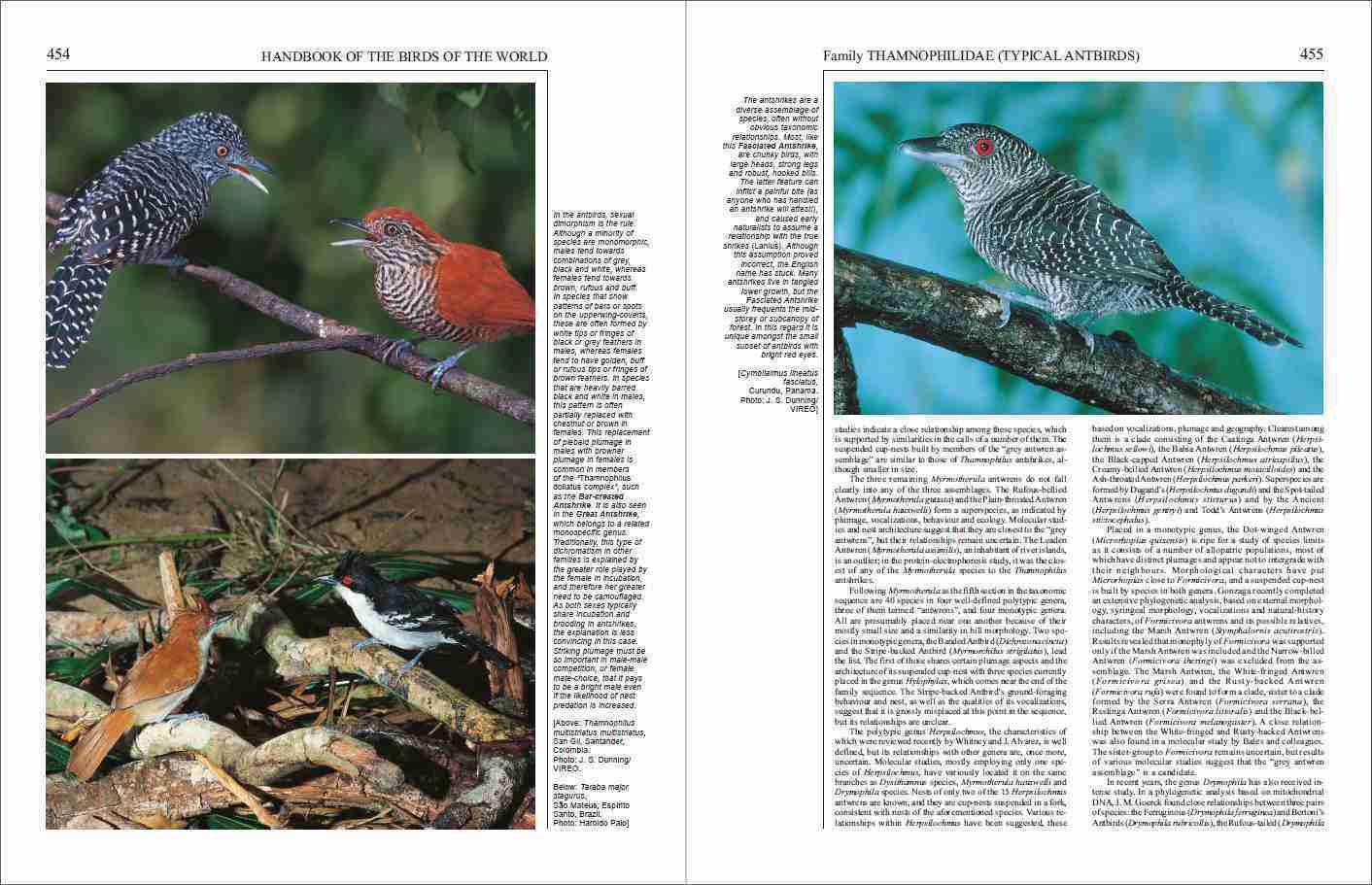 Handbook of the Birds of the World - Volume 8 - Lynx Nature Books