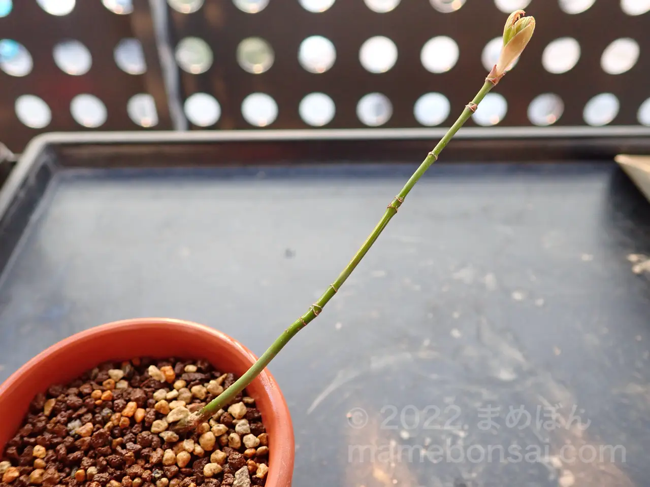 最後の実生山もみじ（ヤマモミジ）を鉢上げしました！ | まめぼん