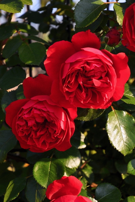 バラ苗【中苗】フロレンティーナ 国産苗 6号鉢植え品［契約品種］《J