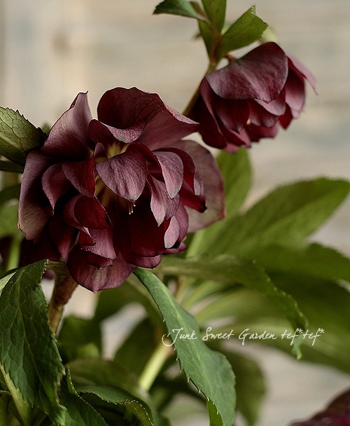 クリスマスローズ クリスマスローズ 開花苗 071 パピエdeux : 花郷園 KAGOEN NURSERY