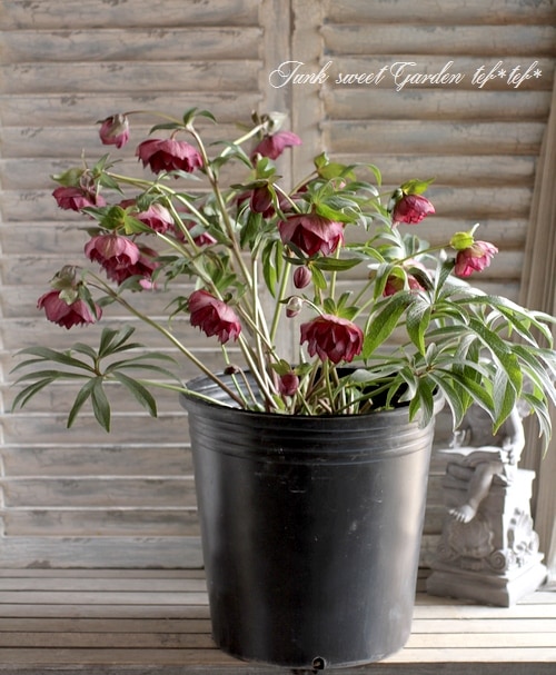 ㉖-343クリスマスローズ 園芸ネット本店｜曽田園芸さんのクリスマスローズ：26-26金色冬牡丹4号