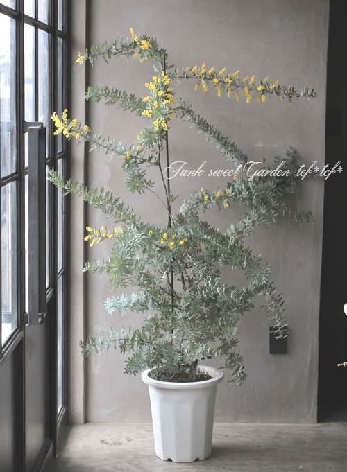 銀葉アカシア 『プルプレア』 | すべての商品 | | Junk sweet Garden