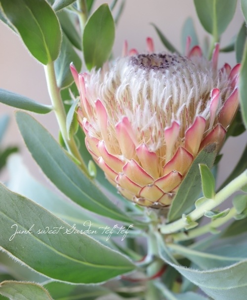 最新品種！プロテア 『スサラ』 オーストラリアンプランツ | すべての