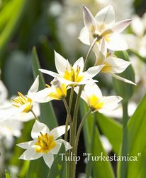 球根】チューリップ 『スノークリスタル』球根5球 | すべての商品