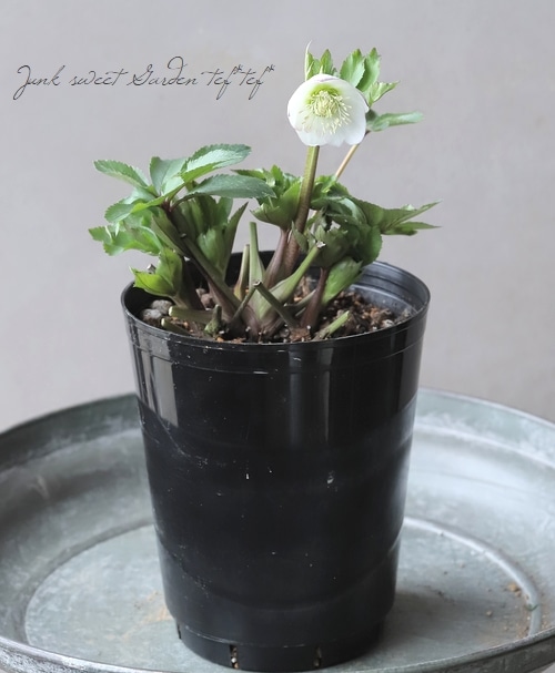 大和園】 クリスマスローズ 『小輪シングルピコティ』 【No.16