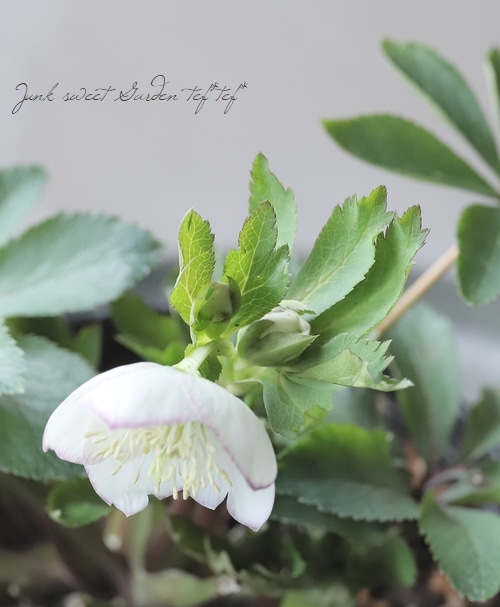 大和園】 クリスマスローズ 『小輪シングルピコティ』 【No.16