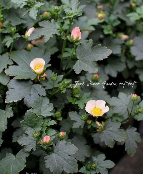 マルバストラム確認用 マルバストラム - rosaverte