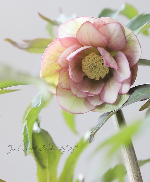 11_000000019140.jpg?1676264412