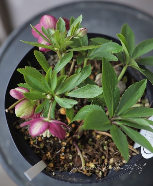 クリスマスローズ 『プチドール』 No.2 【横山園芸】 | すべての商品