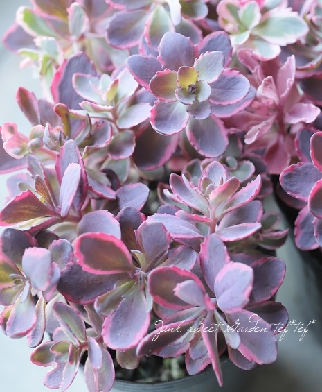 多肉植物】ハイブリット耐寒性-25℃！セダム・サンスパークラー