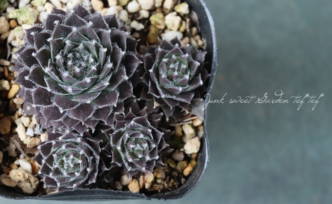 多肉植物】センペルビウム『シルバージュビリー』 | Leaf Species,多肉