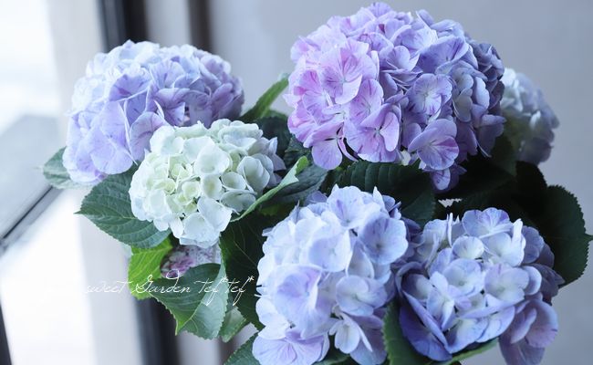 紫陽花 ファビラス・スプラッシュ 『ブルー』 絞り咲き | すべての商品