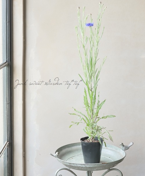 セントーレア (矢車草) 『ブルーミゼット』 | すべての商品 | | Junk